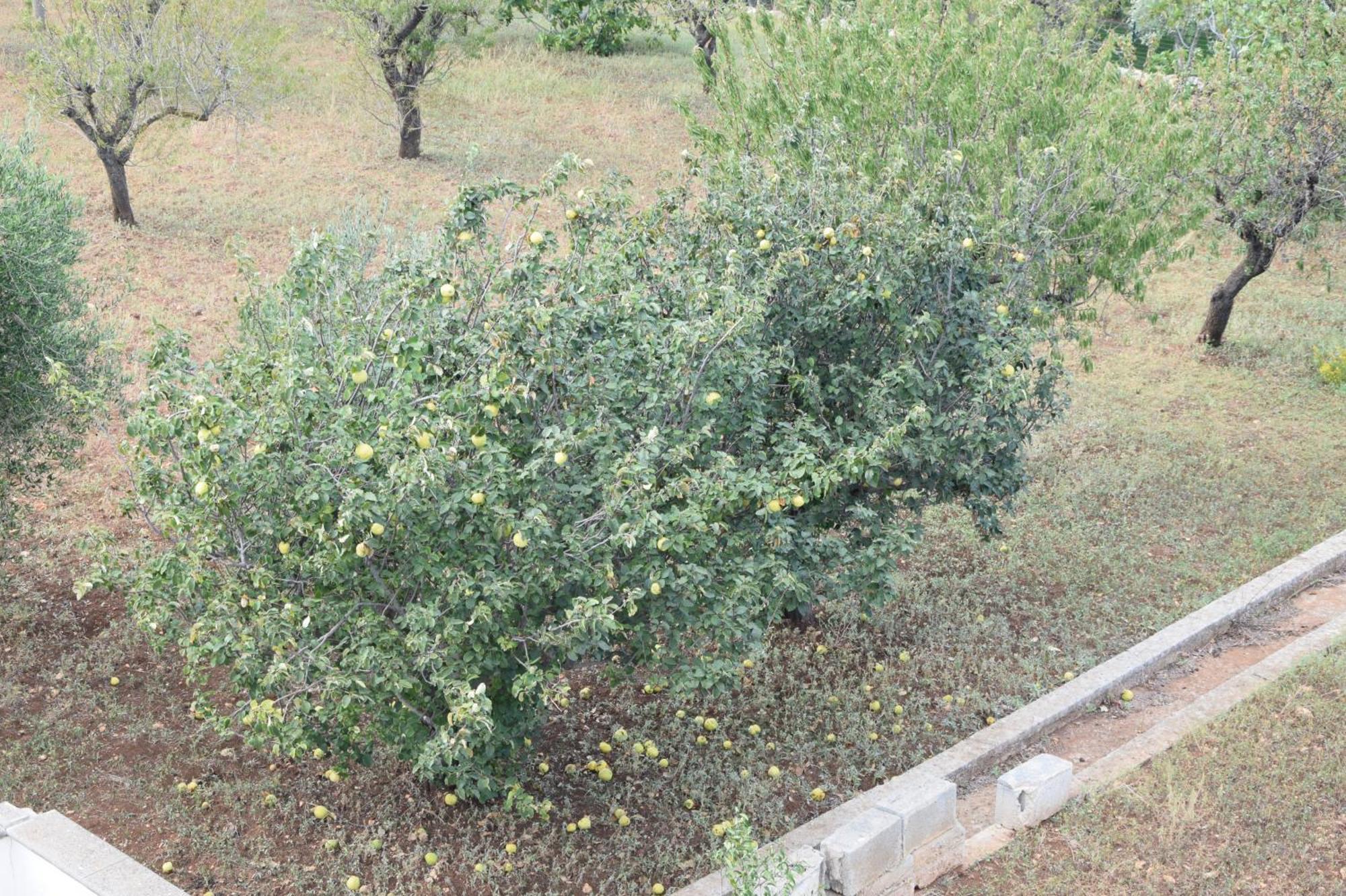 Villa Mimi Ostuni Exterior foto